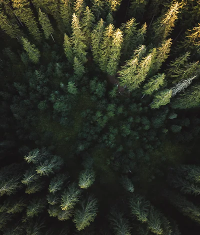 Woodland and countryside landscape